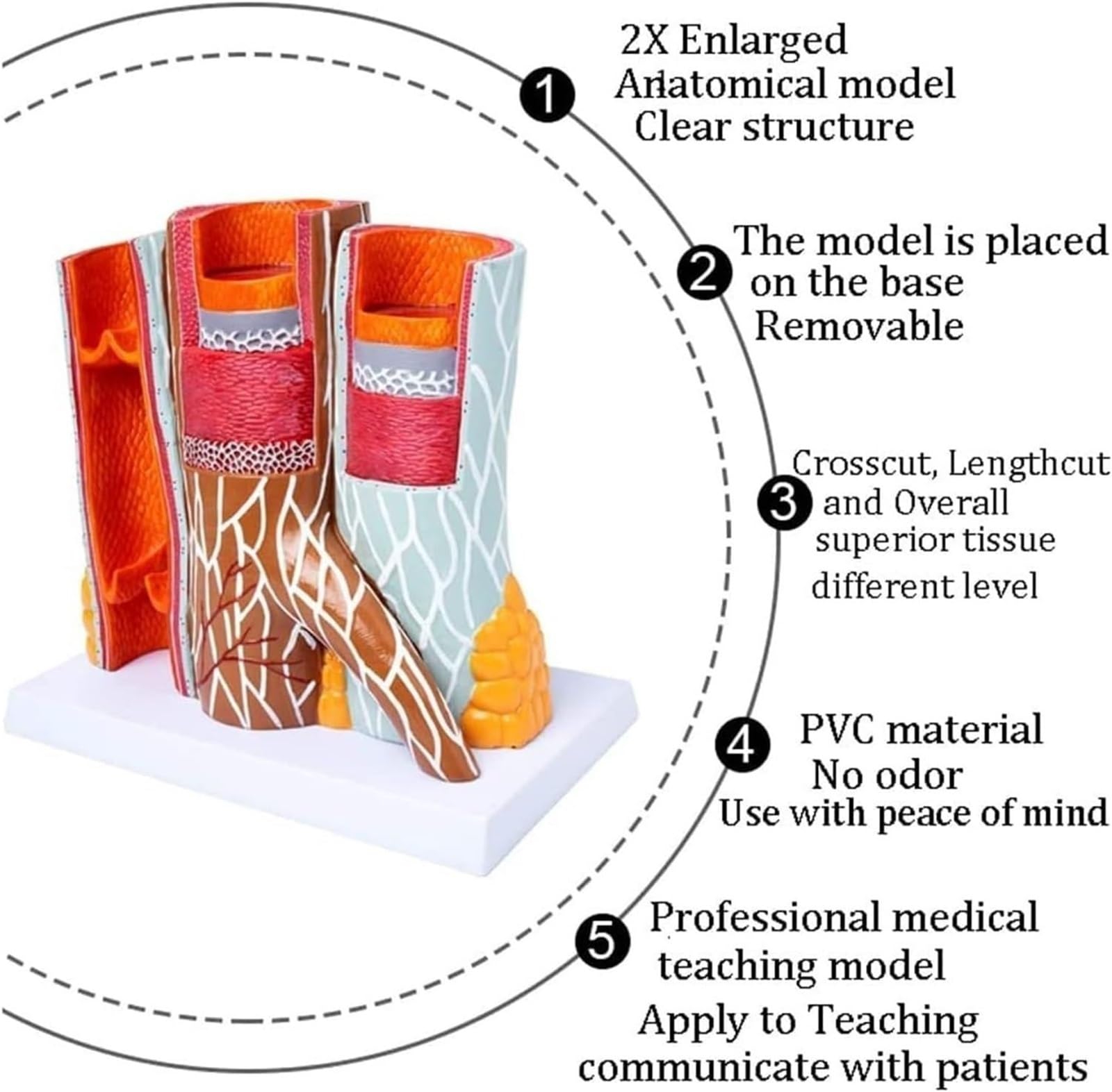 Model anatomii tętnicy ludzkiej, anatomiczny model naczyń krwionośnych do nauki i nauczania, model sercowo-naczyniowy do prezentacji edukacyjnych, rozmiar 14 x