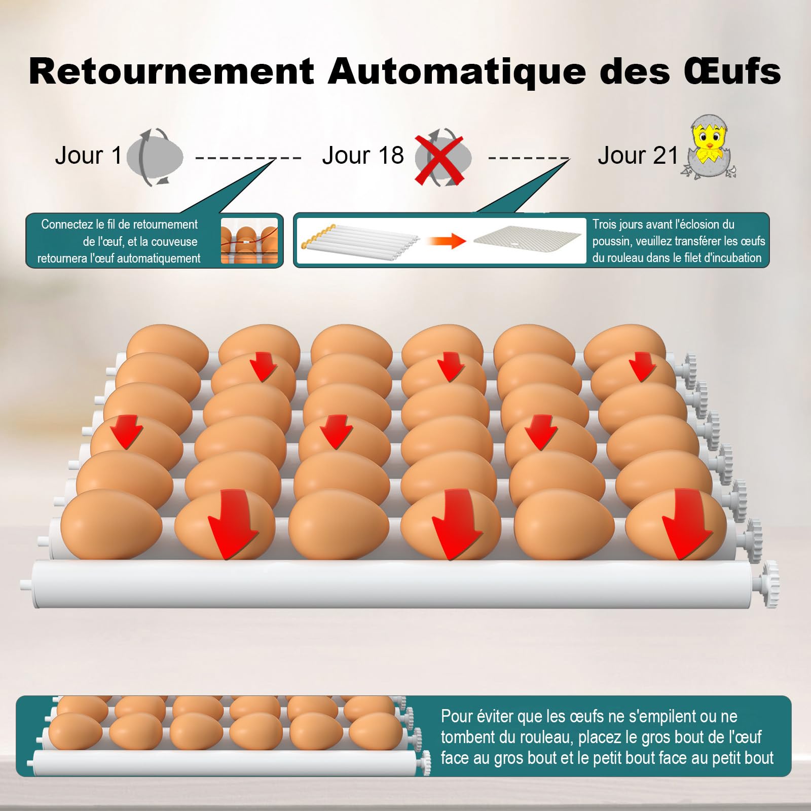 CoInceptus Couveuse Oeuf Automatique, Incubateur Oeuf Automatique 24-36 Oeufs avec Retournement Automatique des Oeufs et Humidification Automatique, Couveuse pour Oeufs de Poule, Caille, Canard