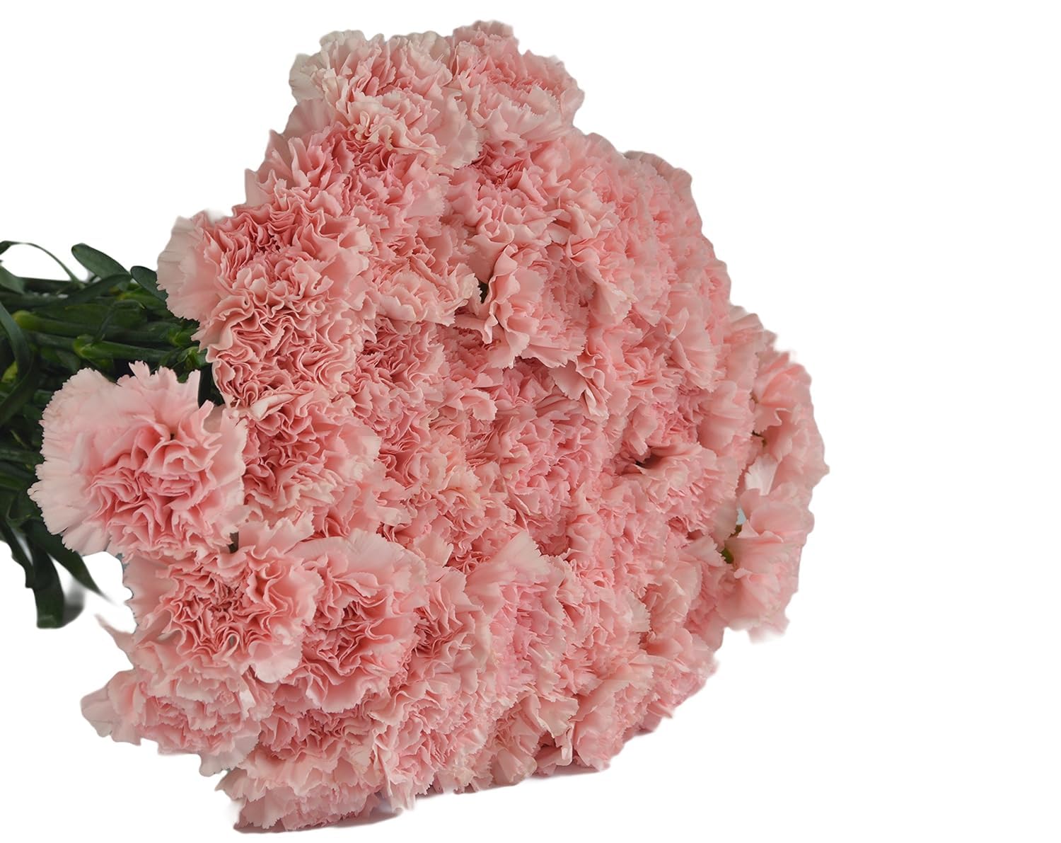 KaBloom - 50 Pink Carnation - Fresh Flowers for Birthday, Valentine's & Mother's Day