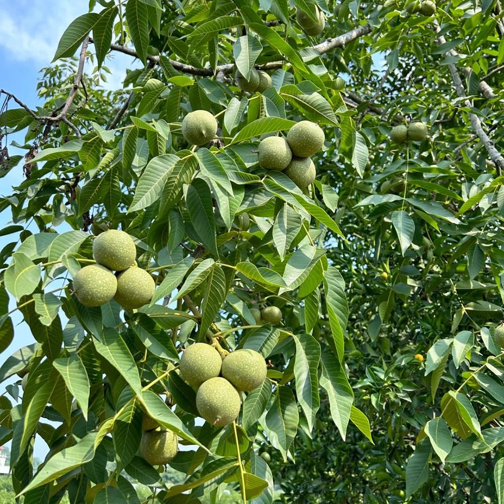 8 pcs walnussbaum kaufen samen, Juglans regia pflanze, bonsai baum,  gewchshaus walnsse samen bio grnpflanzen zimmerpflanzen, nachhaltige  geschenke fr frauen plants, bio samen gartensamen, : Amazon.de: Garten