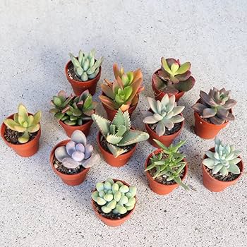 Amazon.co.jp: 生産者直送！多肉植物ミニ苗 品種アソート 144個