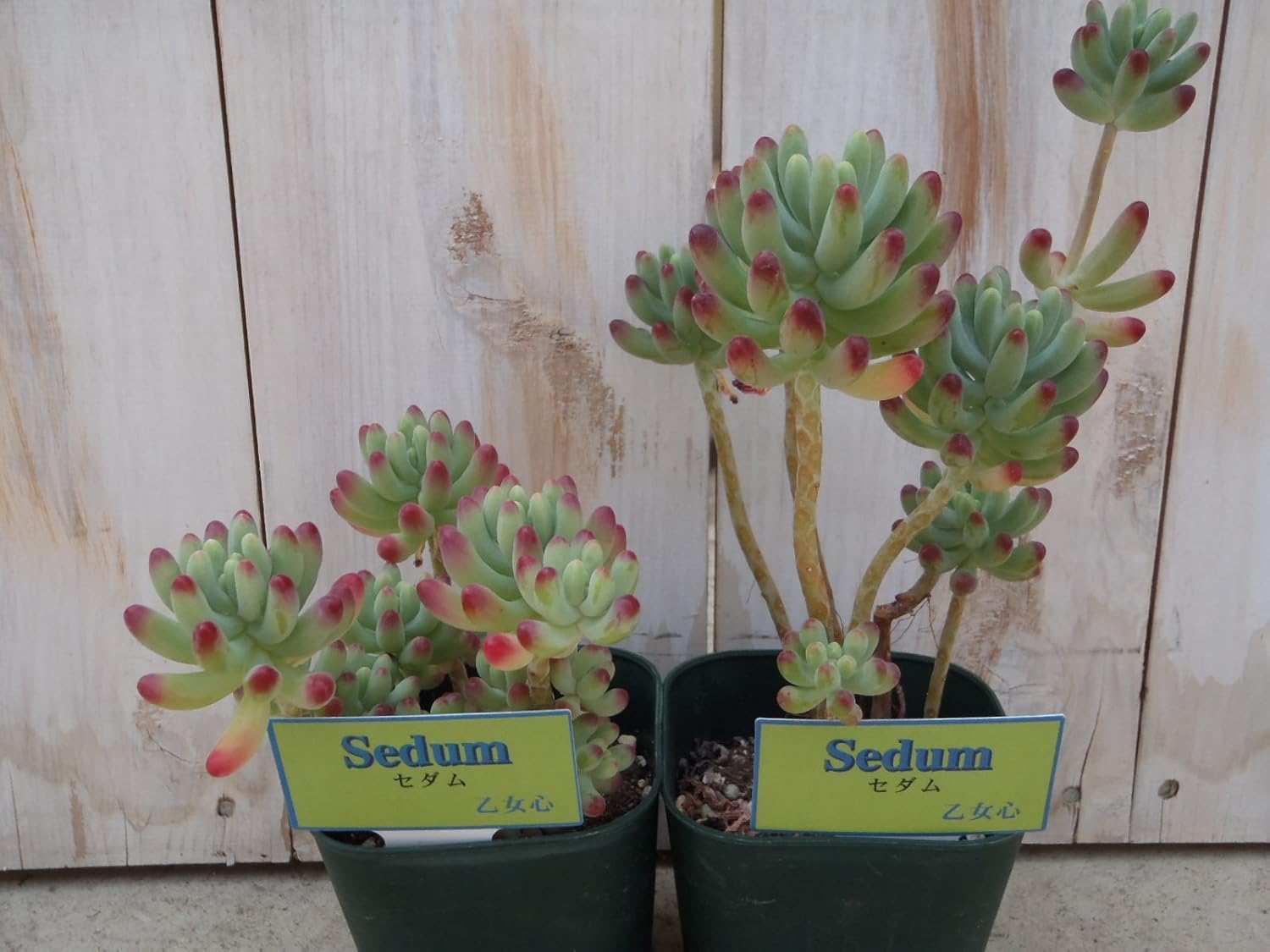 Amazon Irzセダム 乙女心 オトメゴコロ 多肉植物 9cmポット 観葉植物 オンライン通販