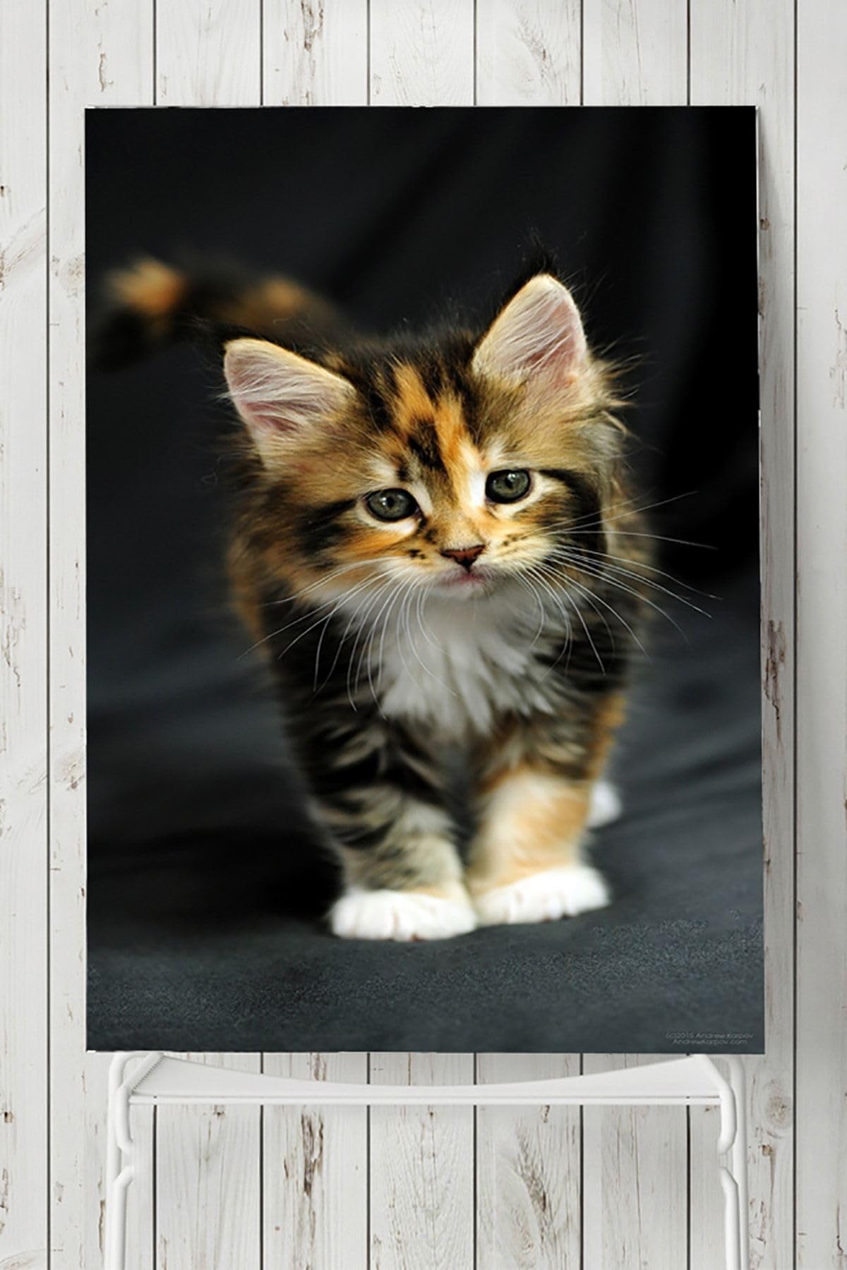 Postermanya (pster5383) Kedi Hayvan Posteri 2 40x60cm