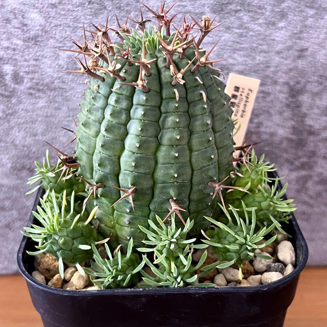 Amazon.co.jp: 植物 ユーフォルビア ステリスピナ 群星冠 子吹き 抜き  