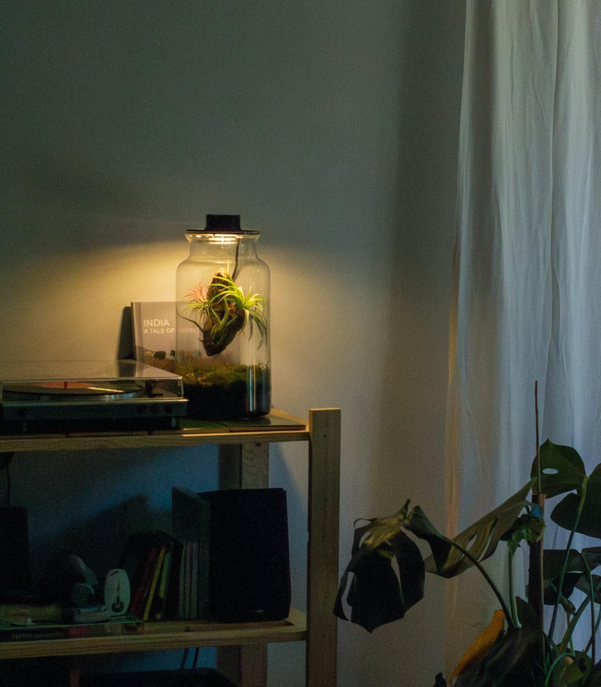 Jardin en Botella Eter - Terrario Plantas Vidrio Transparente Tapa con Foco LED | Kit Jardin en Botella Todo Incluido Plantas de Aire Naturales en Raiz de Olivo