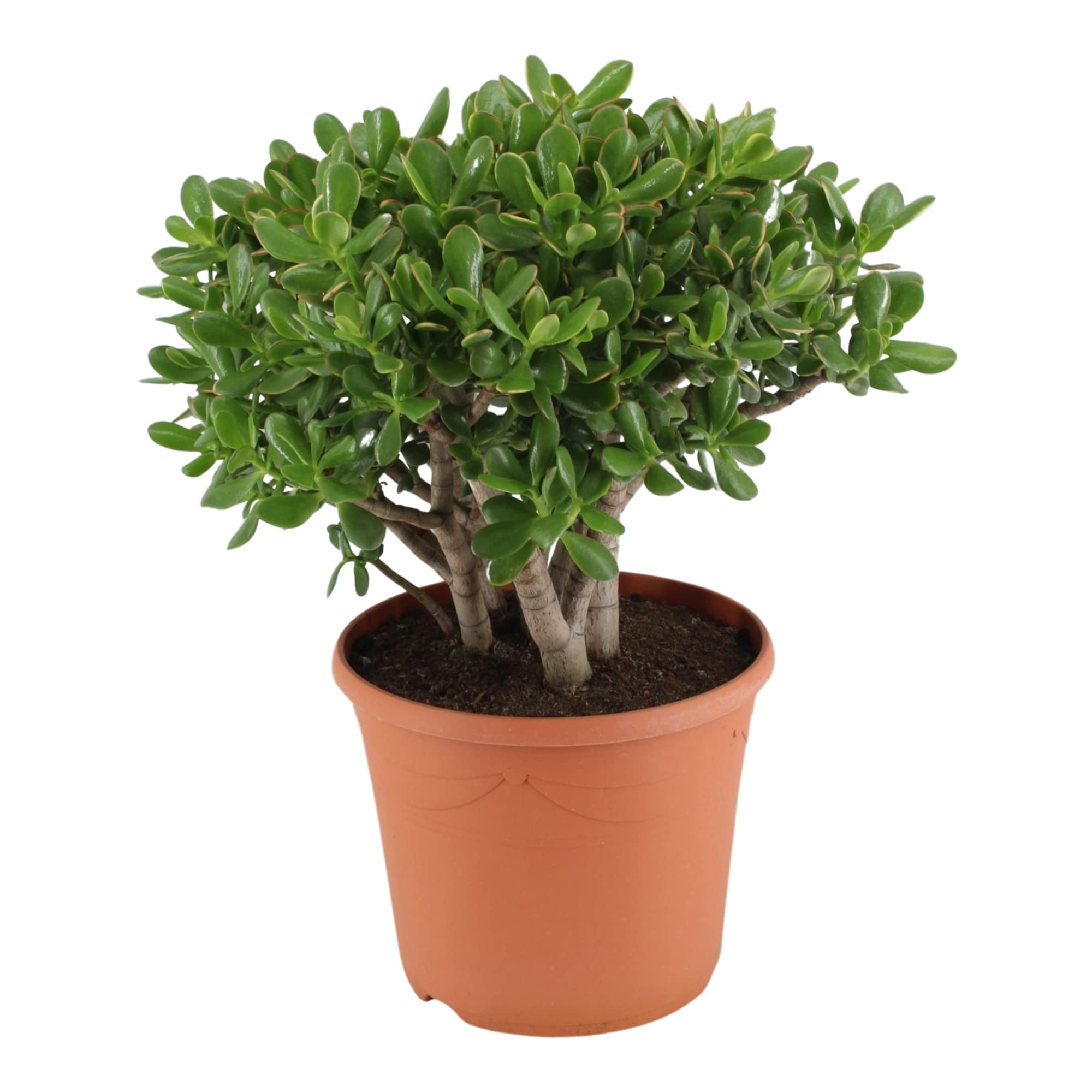 Zimmerpflanze von Botanicly  Dickblatt  Hhe: 30 cm  Crassula :  Amazon.de: Garten