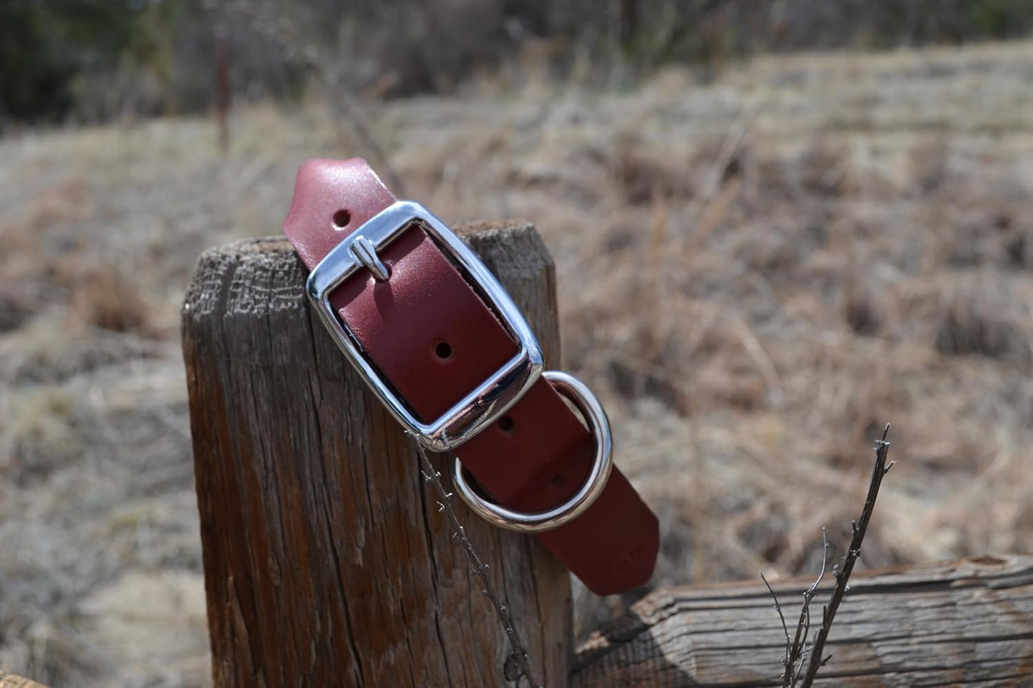 Ray Allen Manufacturing Rolled Leather Dog Collar with Chrome Buckle (13"–15.5" Length × 3/4" Width)