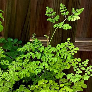 Semillas de moringa orgánicas, planta de árbol de moringa de jardín de hierbas semillas de hierbas semillas exóticas plantas perennes resistentes plantas de exterior resistentes 50pcs