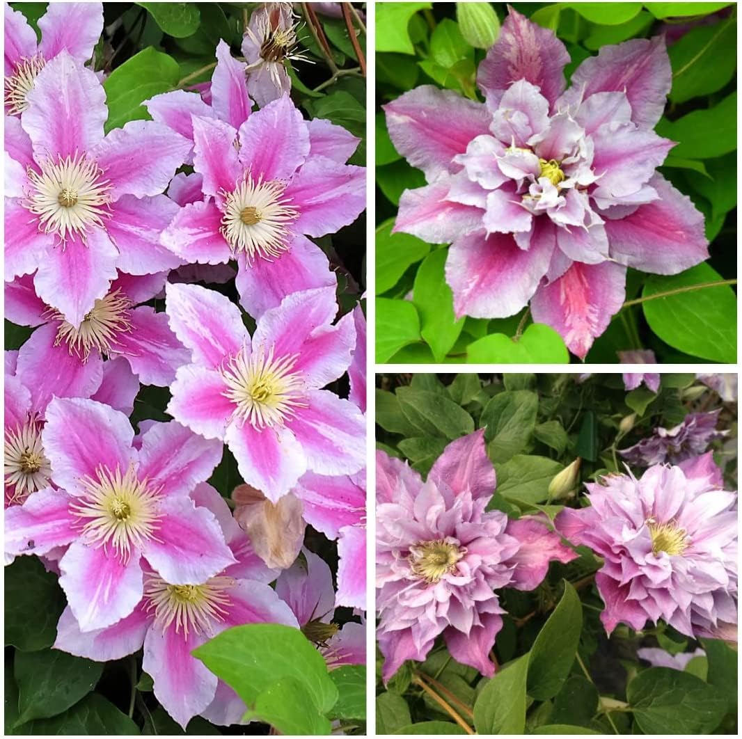 Carbeth Plants Clematis Piilu Climbing Plant (3)