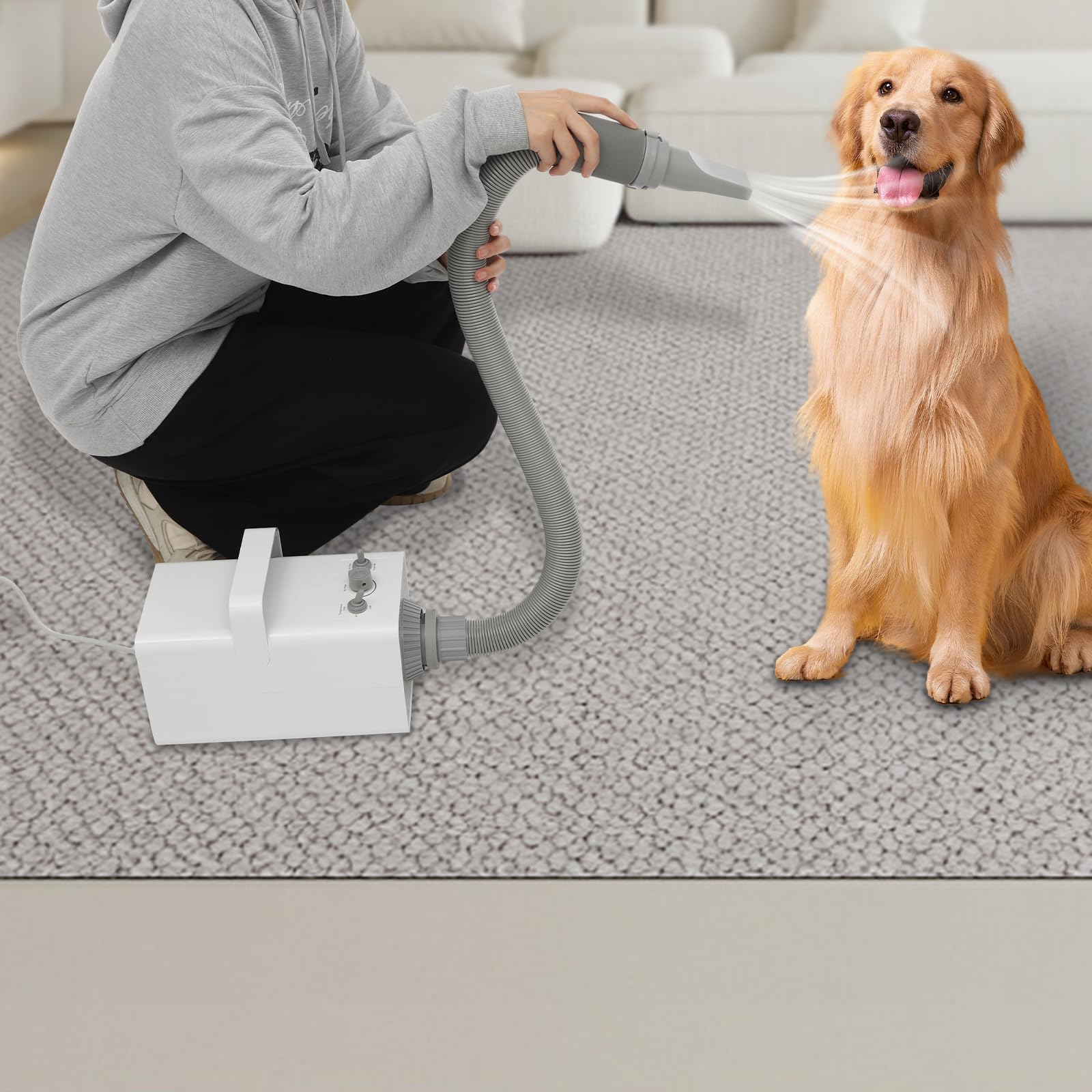 Sèche-cheveux professionnel pour animaux de compagnie - Puissance : 2800 W - Vitesse réglable - Avec 4 buses - Avec tuyau de 2 m - Pour chiens, chats, grands et moyens