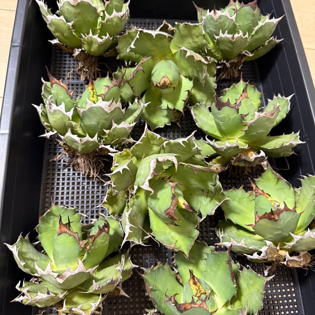 Amazon｜姫厳竜 大株 1株 アガベ チタノタ｜観葉植物 オンライン通販