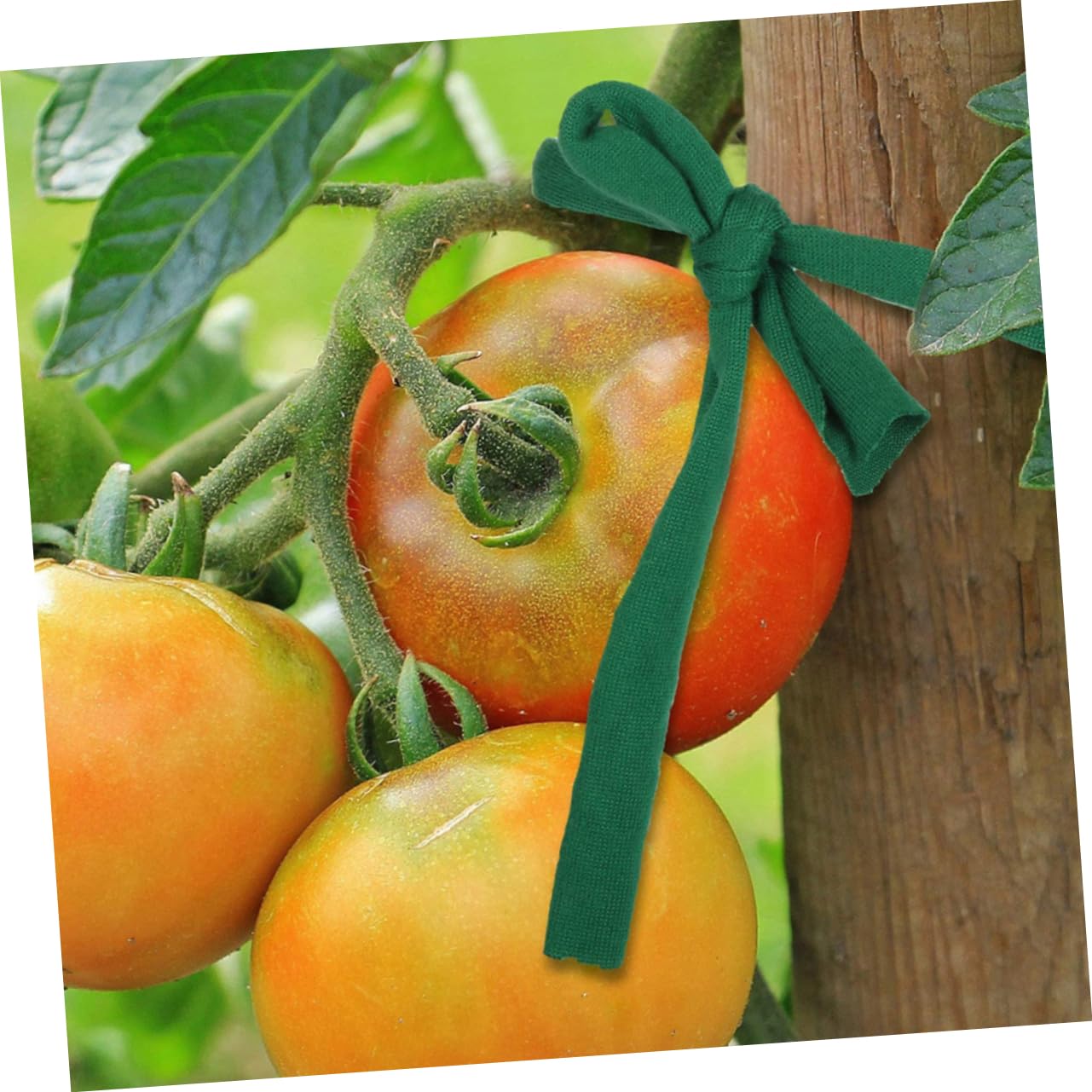ibasenice 5 Ensembles Sangles De Soutien pour Arbres Plantes Résistantes Ajustables pour Jardinage Extérieur Fixation Sécurisée Durable 2 Rouleaux*5