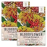 100 Seeds, Bloodflower / Mexican Milkweed (Asclepias curassavica) Seeds by Seed Needs