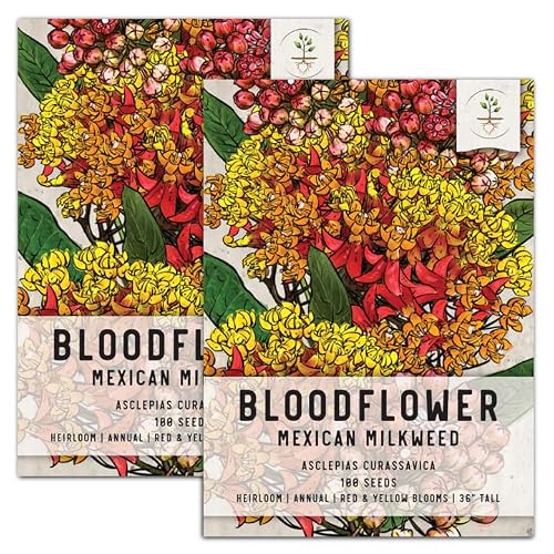 100 Seeds, Bloodflower / Mexican Milkweed (Asclepias curassavica) Seeds by Seed Needs 100 Seeds, Bloodflower / Mexican Milkweed (Asclepias curassavica) Seeds by Seed Needs