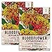 Package of 100 Seeds, Bloodflower / Mexican Milkweed (Asclepias curassavica) Open Pollinated Seeds by Seed Needs USA