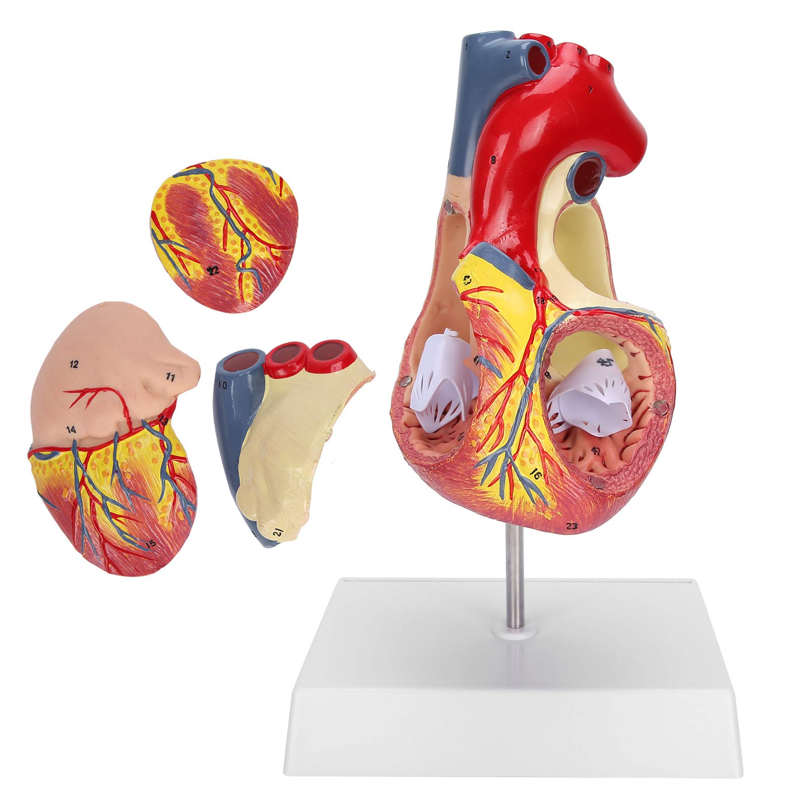 Yinhing 2X Dimensioni Reali Modello Cuore Umano Struttura Anatomica