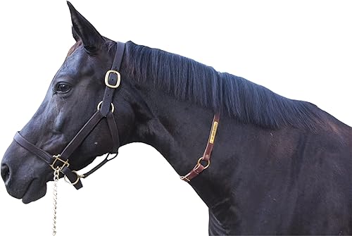 Tack Shack of Ocala Correas para el cuello con placa de nombre grabada personalizada para caballo Pony, caballo, analgésico y cuero marrón claro