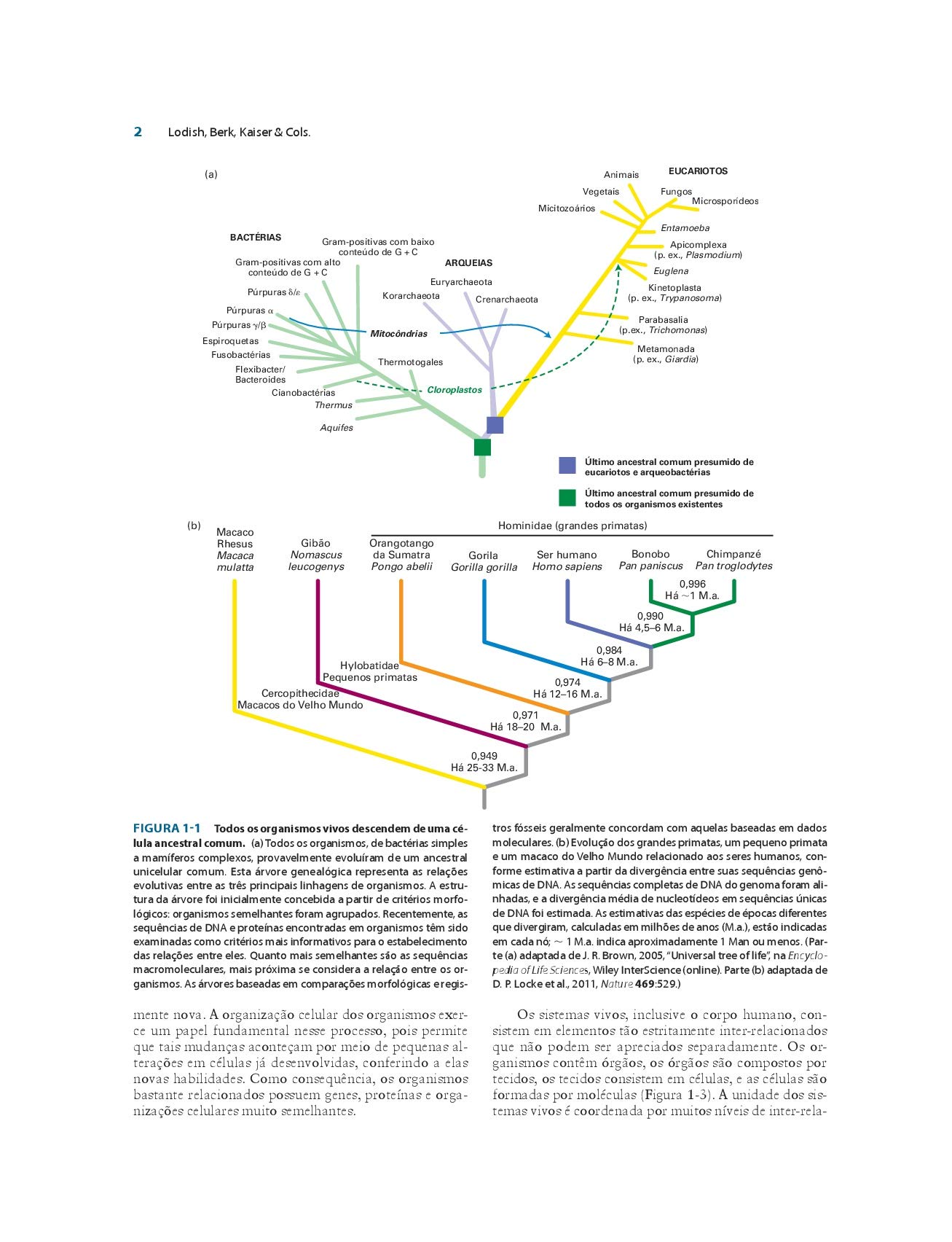 Biologia Celular e Molecular (Em Portuguese do Brasil)