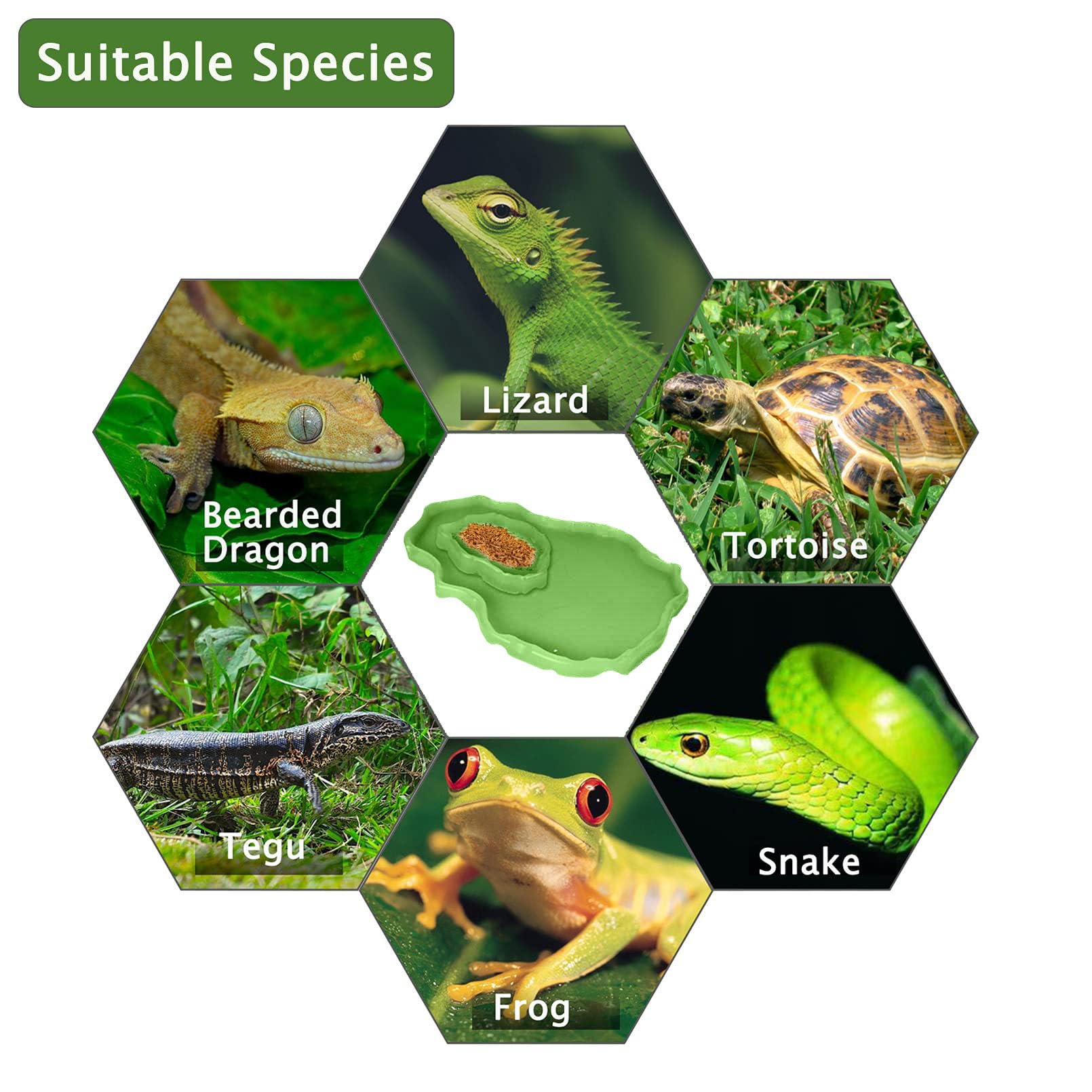 Alimentador de tortugas para alimentos y agua, para reptiles, platos grandes y pequeños de plástico, para un conjunto para lagarto, camaleón, Iguana, serpiente Gecko 2 unidades