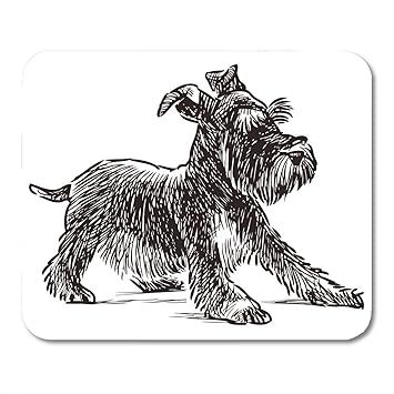 schnauzer accessories