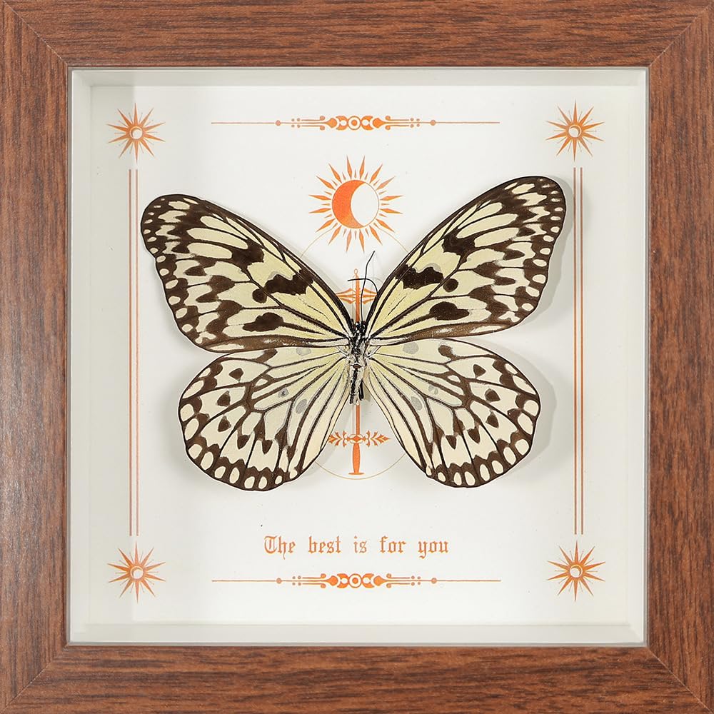 Taxidermy Butterfly Framed, Real Butterfly Specimen in Wooden Frame 5.8" x 5.8", Ideal for Science Study and Desktop Wall Decor (Rice Paper Butterfly)