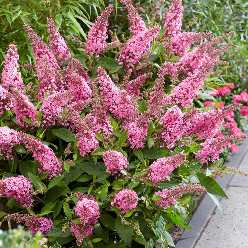 YOKEBOM Pink Butterfly Bush