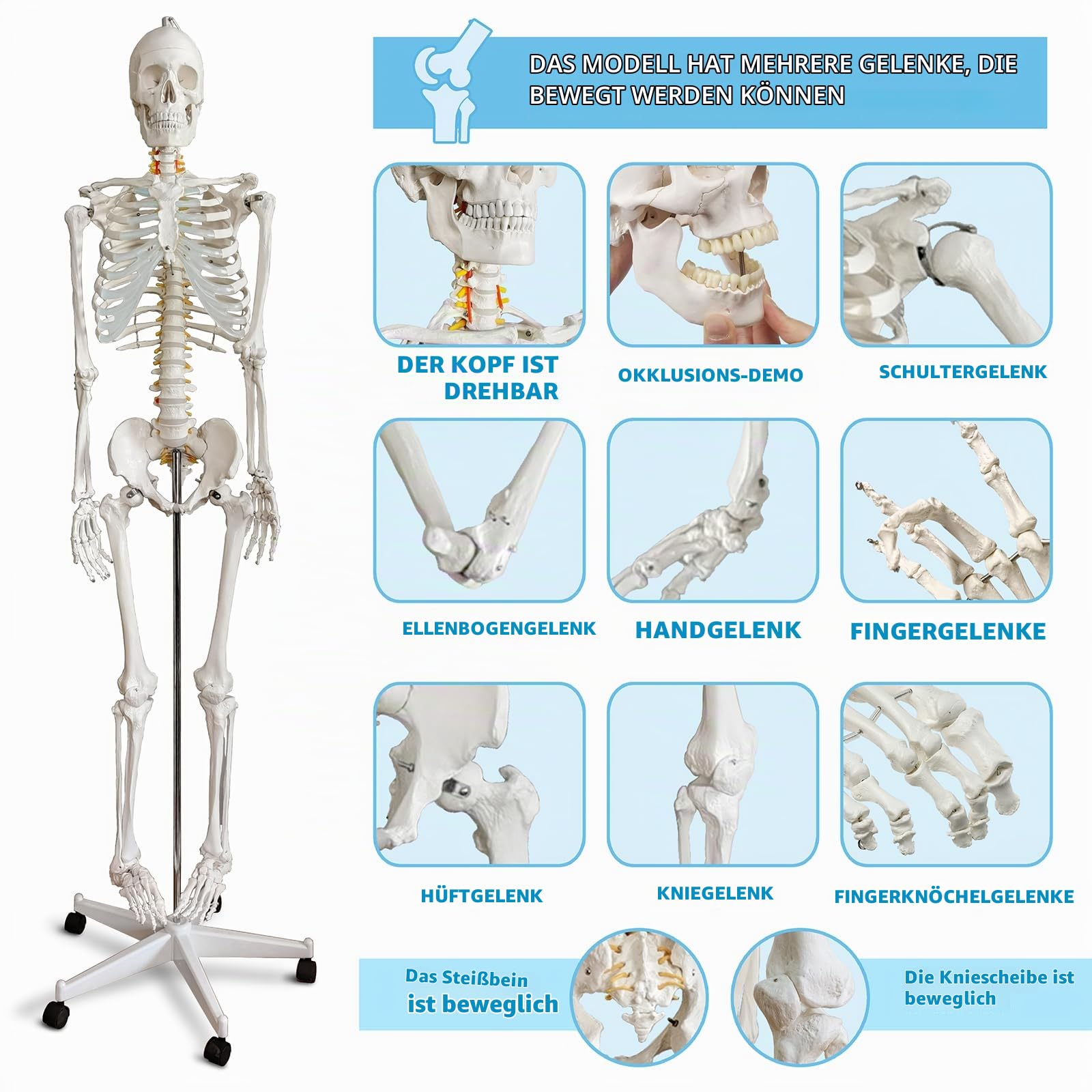 Lebensgröße menschliches Skelettmodell für Anatomie-medizinisches menschliches Skelettmodell mit Nervensystem180in mit Rollständer für medizinische Studie und Anzeige 3 Plakate