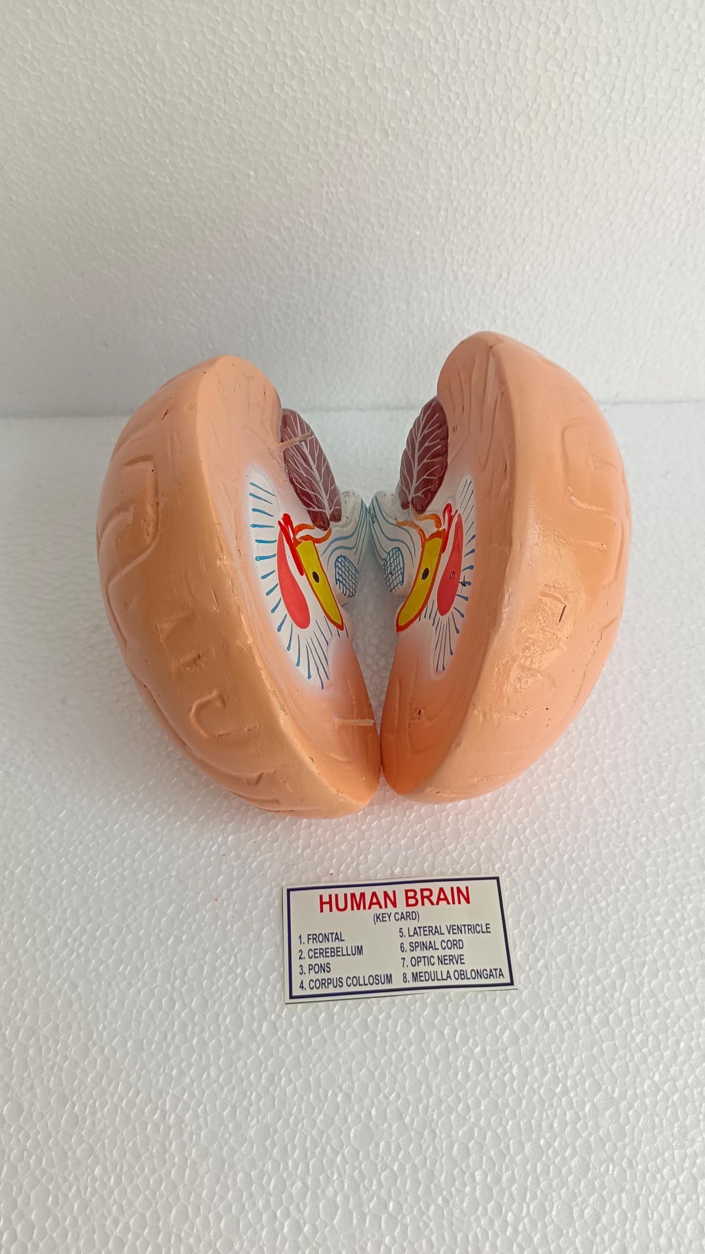 Life-Size Human Brain Model – Anatomically Accurate, Color-Coded Brain Anatomy for Classroom, Medical Teaching & Study Display