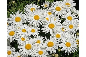 Shasta Daisy Seeds: 5000+ Seeds for a Blooming, Perennial Flower Extravaganza