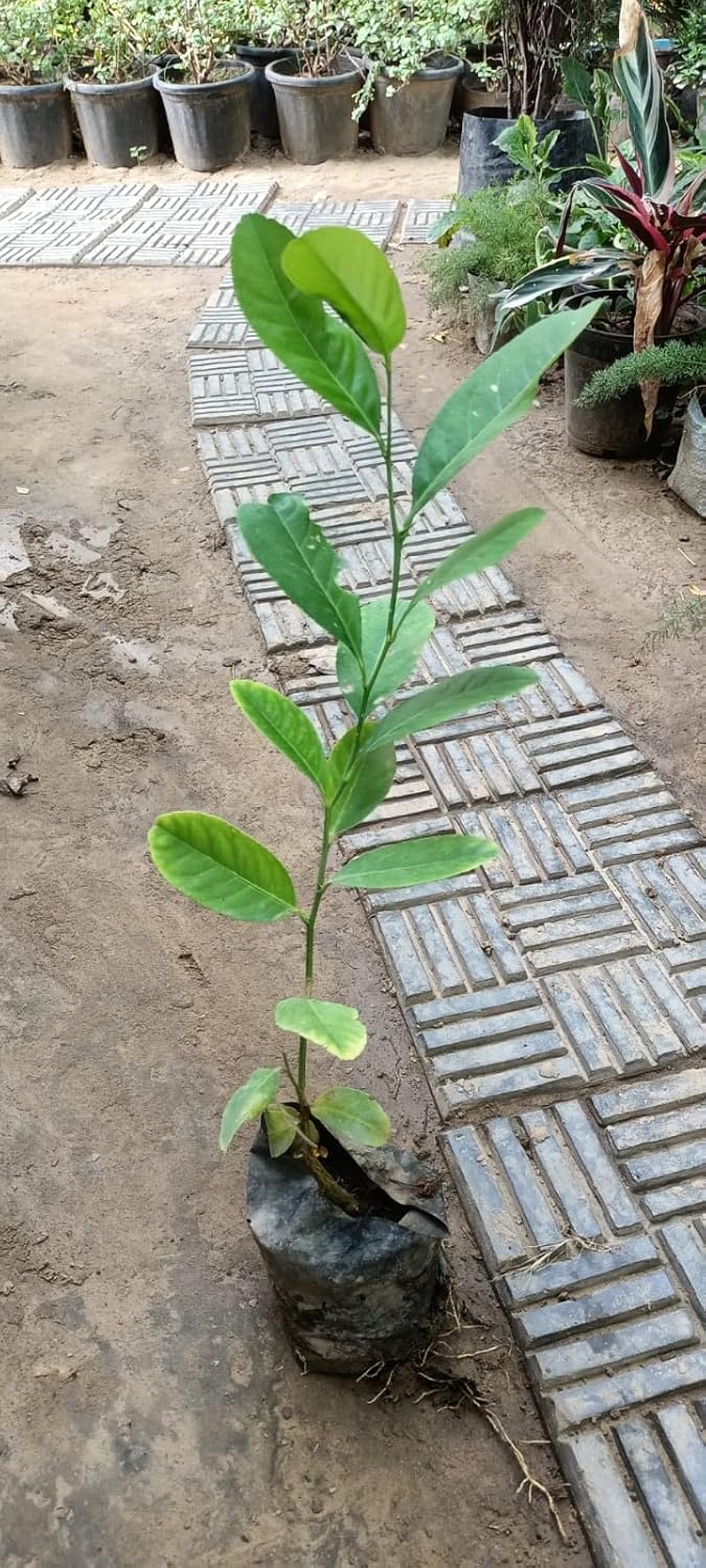MAAN ORGANIC FARMS Kolkatta patti baramasi kagzi lime Nimbu Nimboo