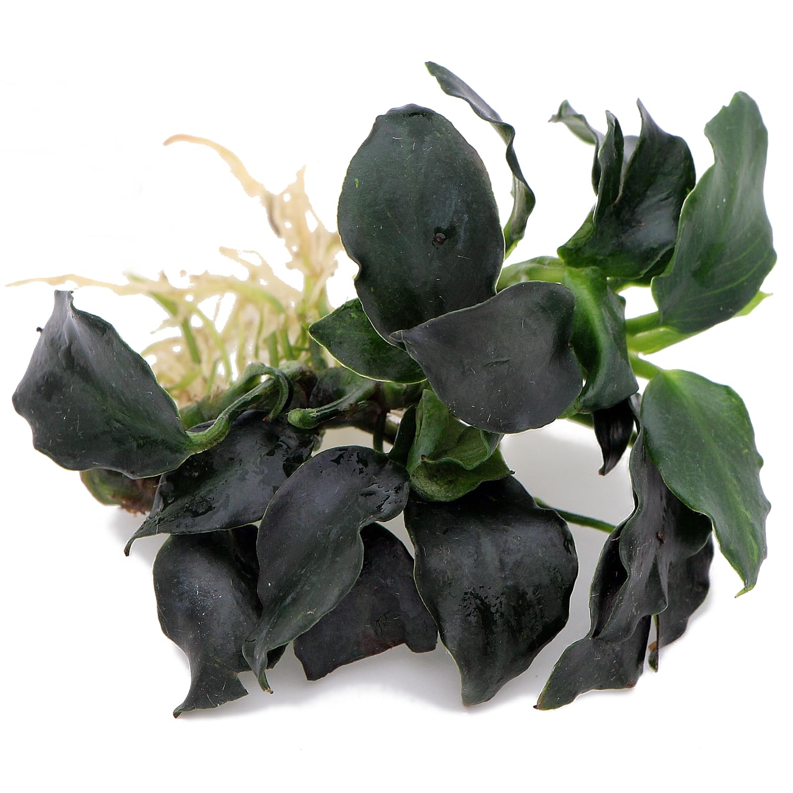 K2AQUA Anubias Dark Angel Live Aquarium Plant Unique Dark Green Leaves Easy Care Low Maintenance Foreground Midground Freshwater for Tropical Tank Natural Decoration Beginner Friendly