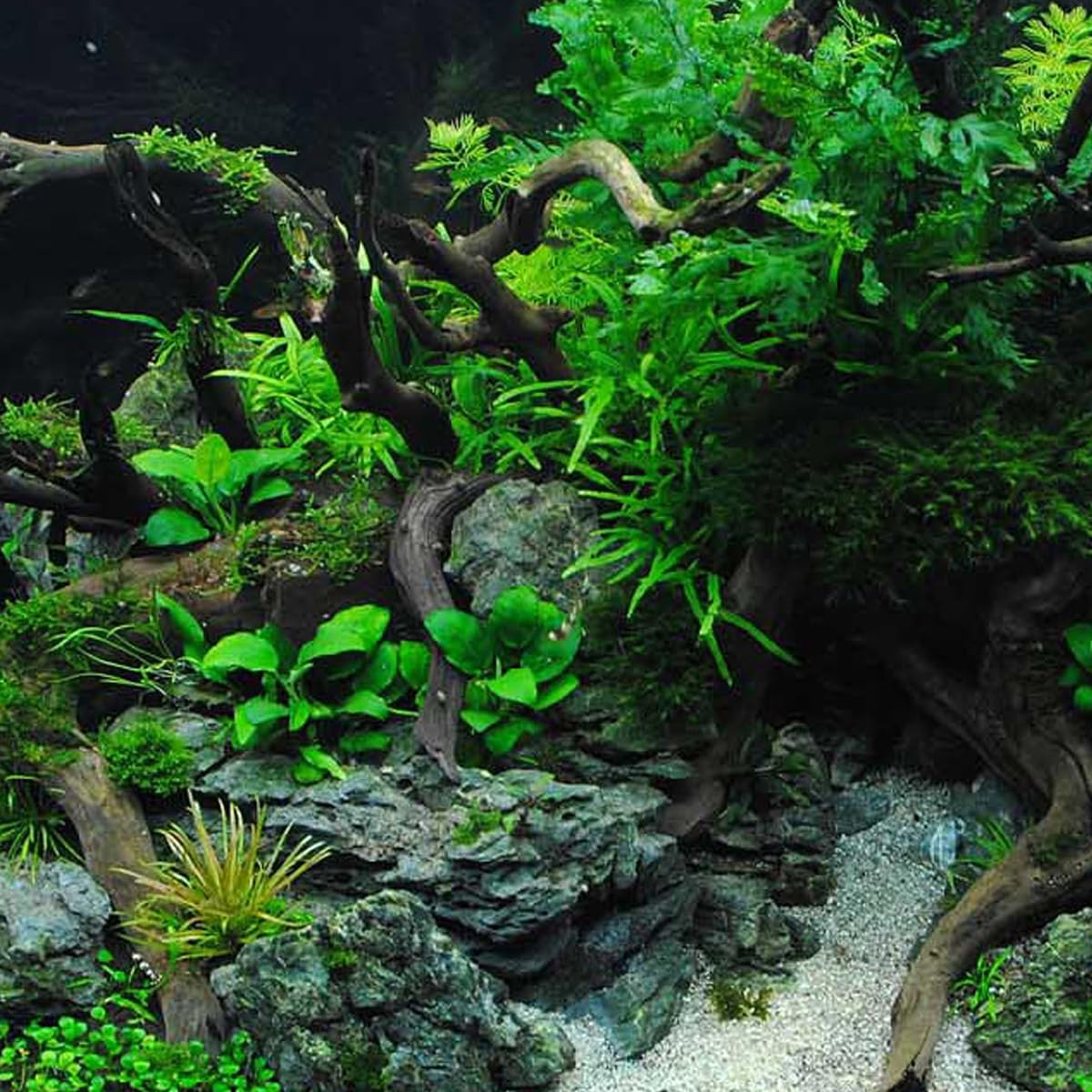 Lot de 6 branches de bois flotté naturel pour aquarium, décorations pour aquariums et habitats de reptiles