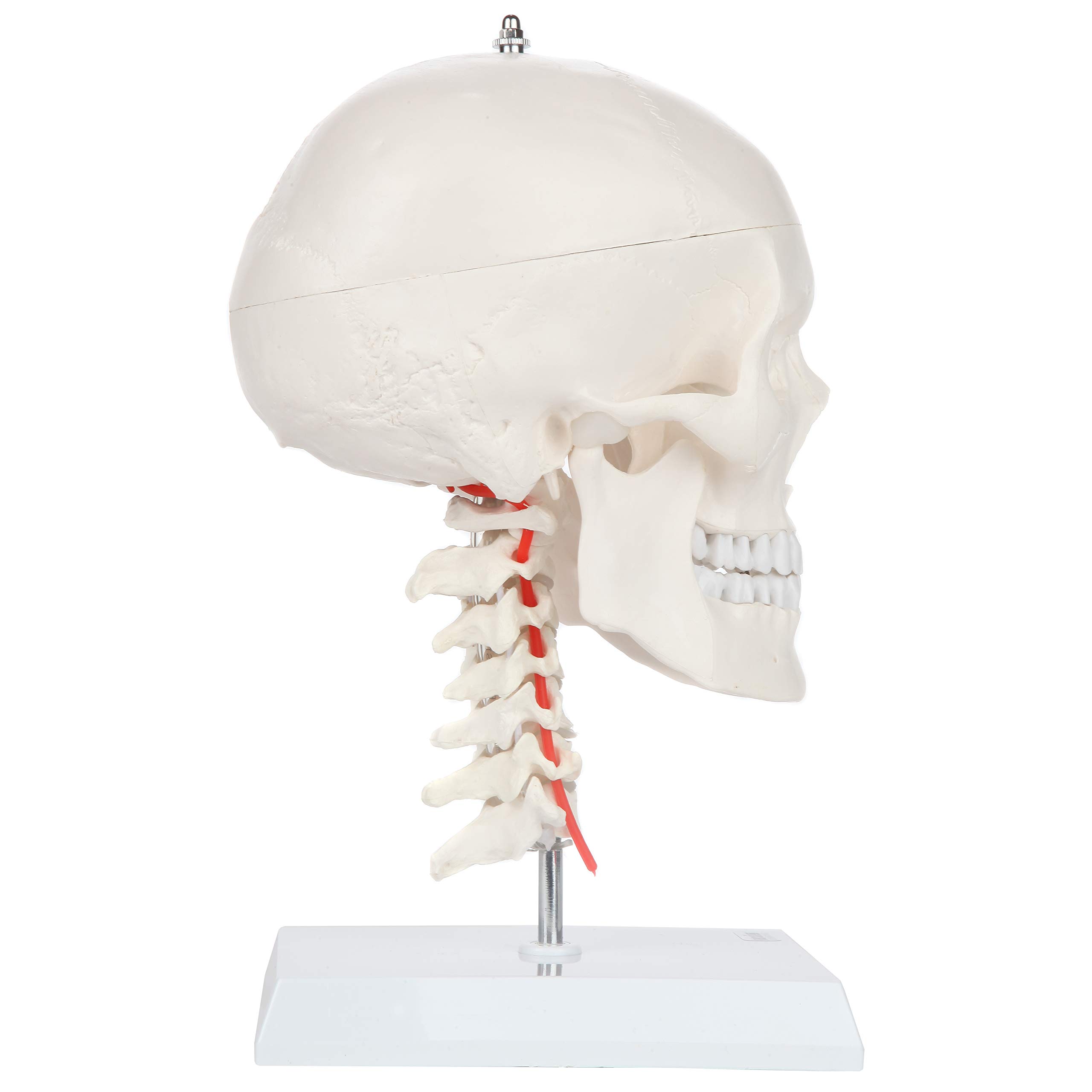Axis Scientific 3-Part Human Skull Model with Flexible Neck | Life