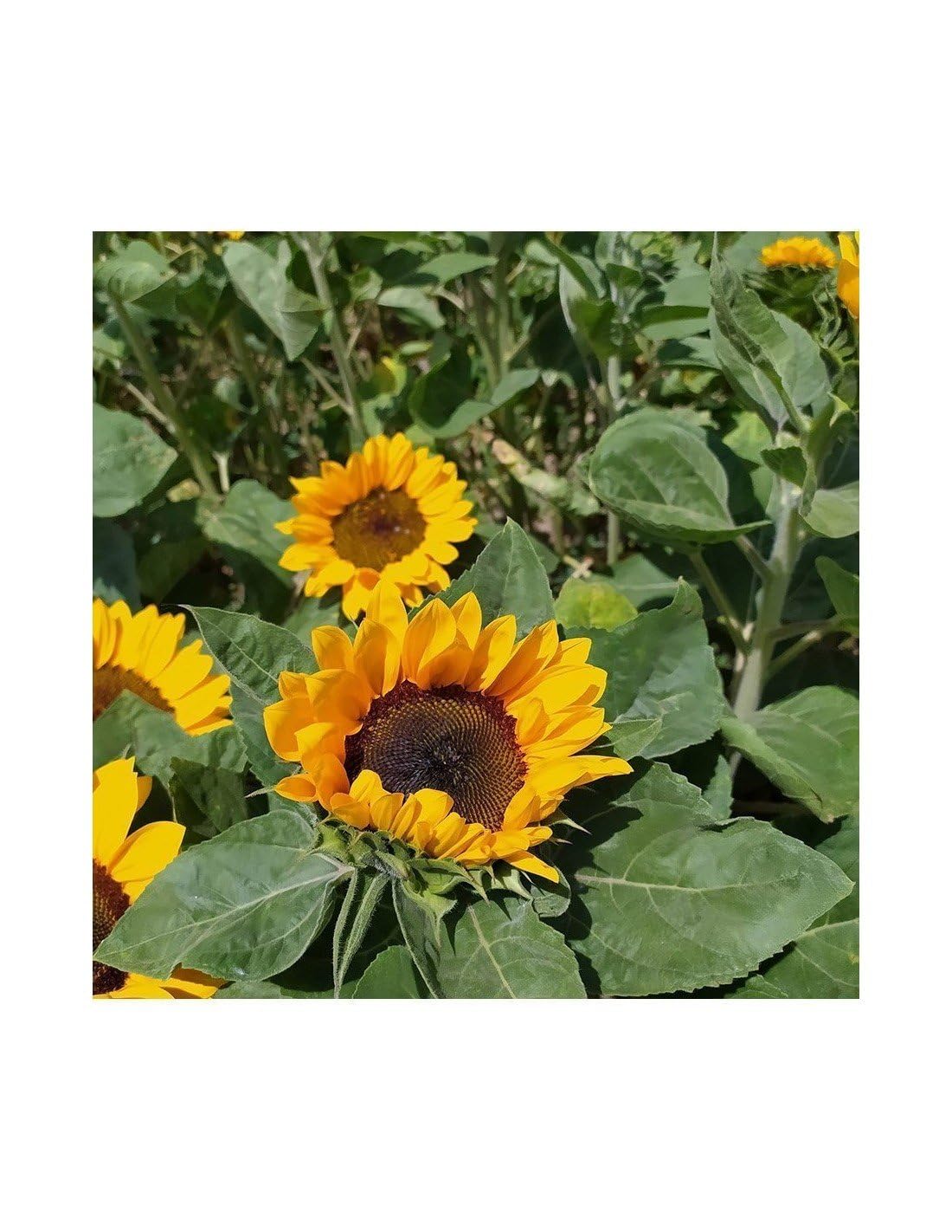 JARDIN202 - Girasoles | Flor Natural | Ramo de 5 tallos | Amarillo | 80cm de alto
