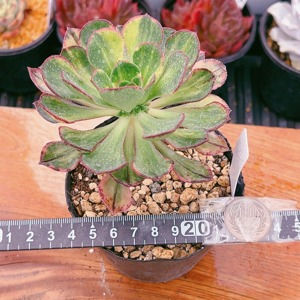 Amazon.co.jp: D！！多肉植物 アエオニウム 彩蝶 美苗 農園直売 観葉