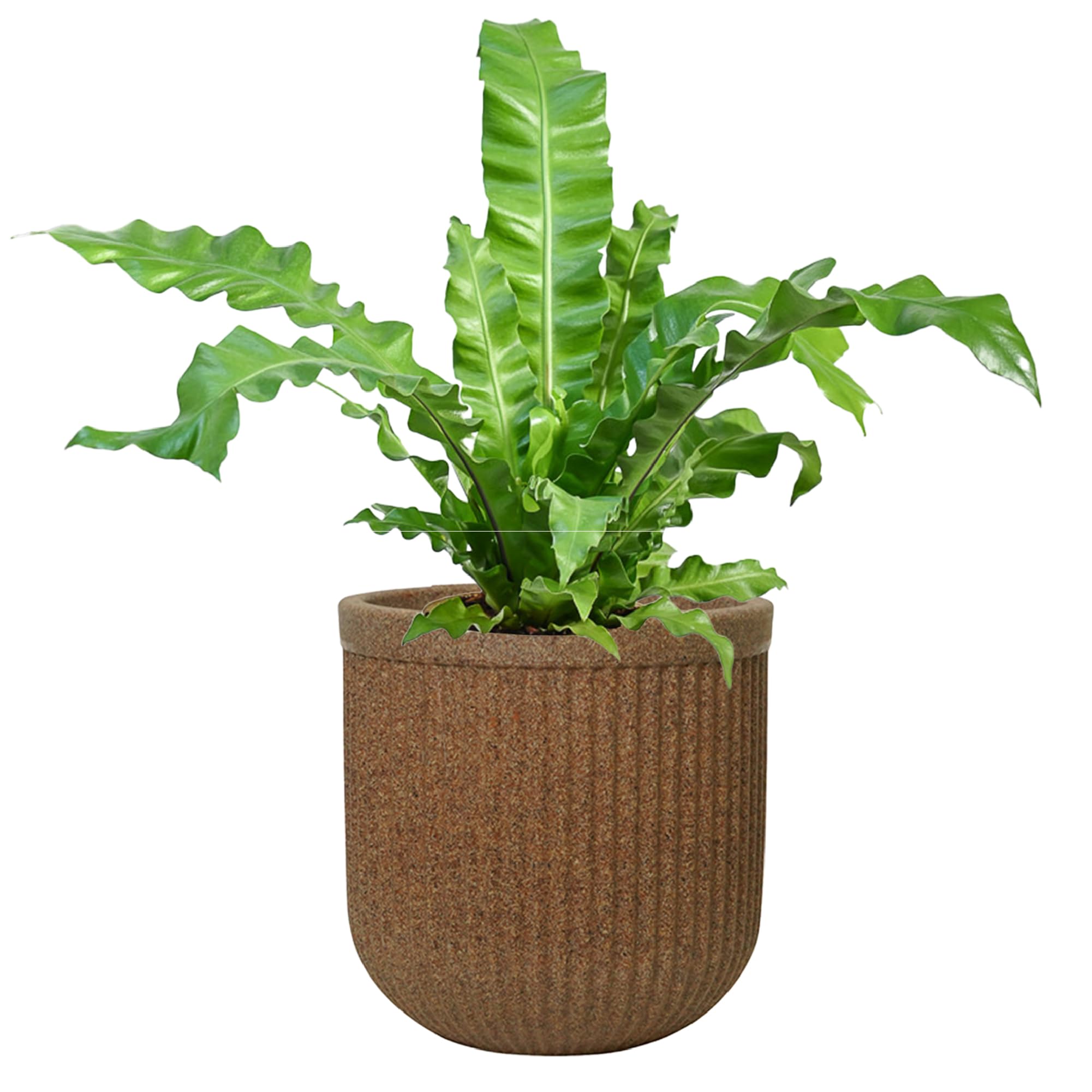 UGAOO Tokyo Round Pots for Plants (12 inches, Sandstone) | Durable Planters for Indoor & Outdoor Use | Stylish Flower Pot Gamla for Living Room, Balcony, Garden (B0D2LKGXKN) Amazon Price History, Amazon Price Tracker