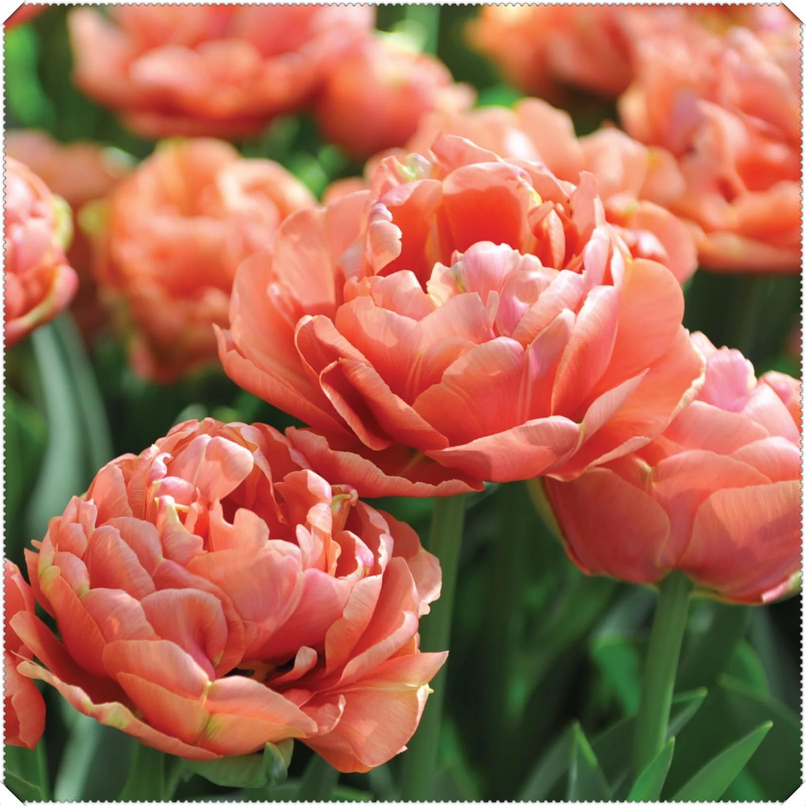 Perennial Double Tulip Spring Flowering Bulbs- Easy to Plant and Maintain- Ideal for Containers- Gardens & Borders | Excellent Display-B-4 Bulbs