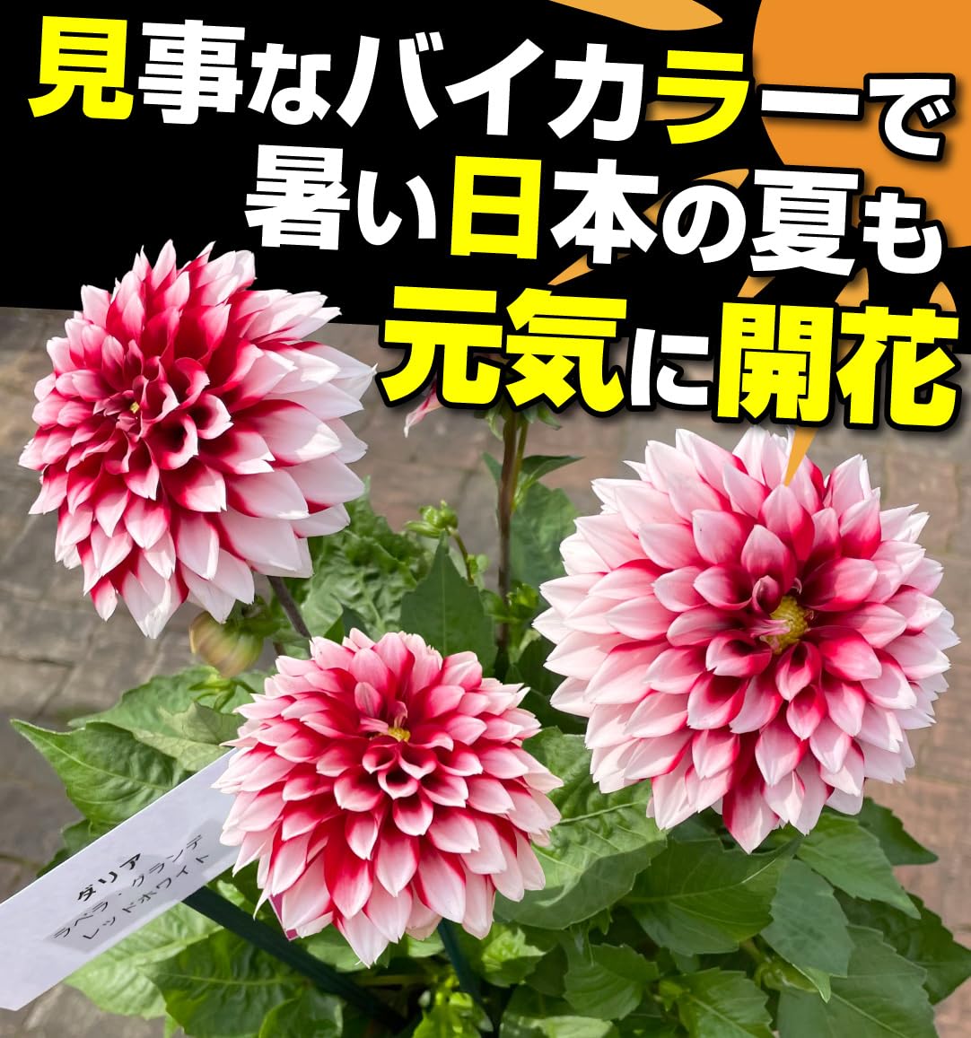 Amazon.co.jp: ダリア 苗 ラベラ グランデ レッドホワイト 2株 / 国