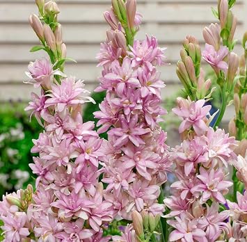 Tuberose Absolute Oil, Organic, Pure, Natural 1 mL