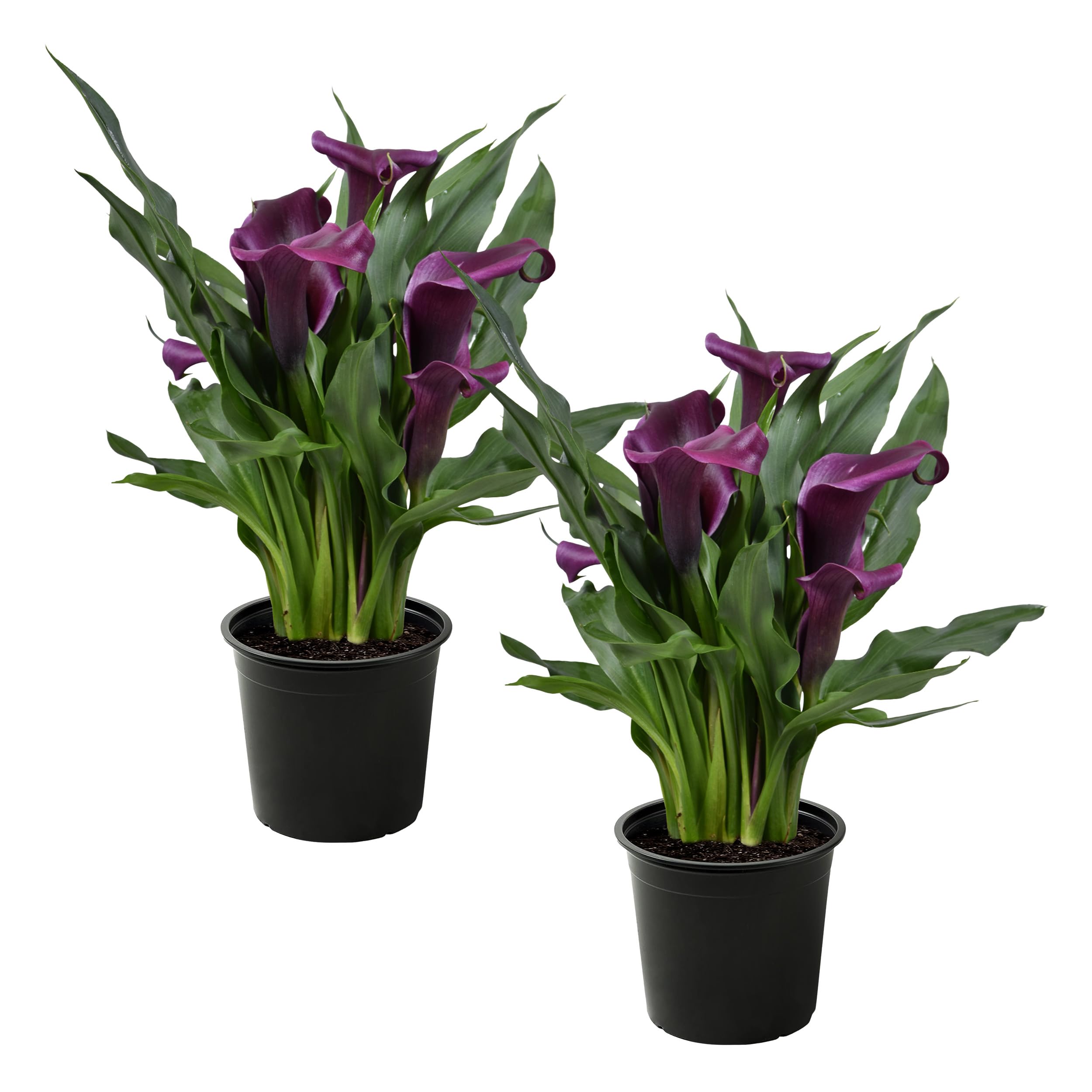 Live Calla Lily Purple
