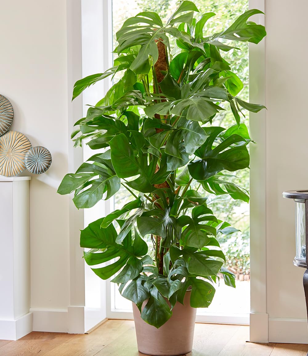 BALDUR Garten 1x Monstera Pertusum am Moosstab, Pflanze im 24 cm-Topf | ca 120 cm hoch, großblättrige Zimmerpflanze, dekorativer Blickfang mit Moosstab, pflegeleicht & immergrün