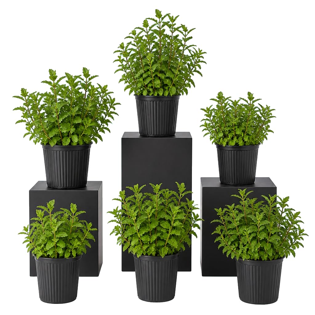 DECOALIVE Pack Séxtuple: Mentha Spicata, Menta de Jardín, 25-30 cm de Altura, para Rincones Verdes