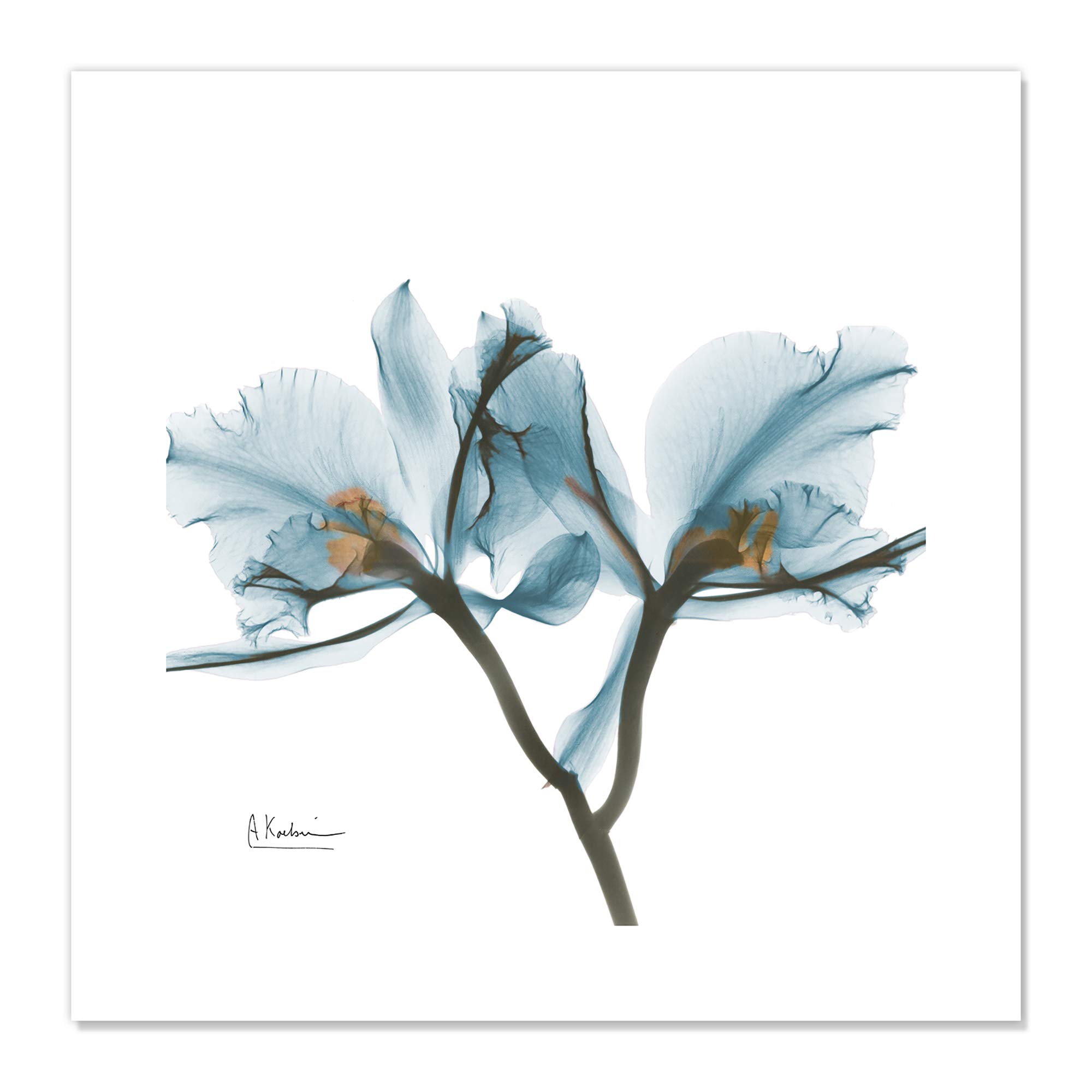 X Ray Floral Wall Art Decor For You