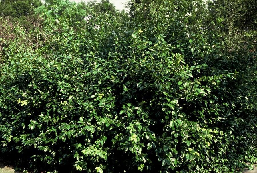 Euonymus fortunei 'Coloratus' – winterharter Zierstrauch – 24 Pflanzen – Bodendecker – Ø9cm – 10–25cm – purpur-rosa Beeren – pflegeleicht – vielseitig