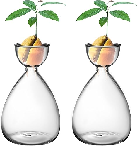 RunNico Jarrón pequeño de iniciación de semillas de aguacate, kit de cultivo de árbol de aguacate, jarrón de vidrio de aguacate, regalo para los