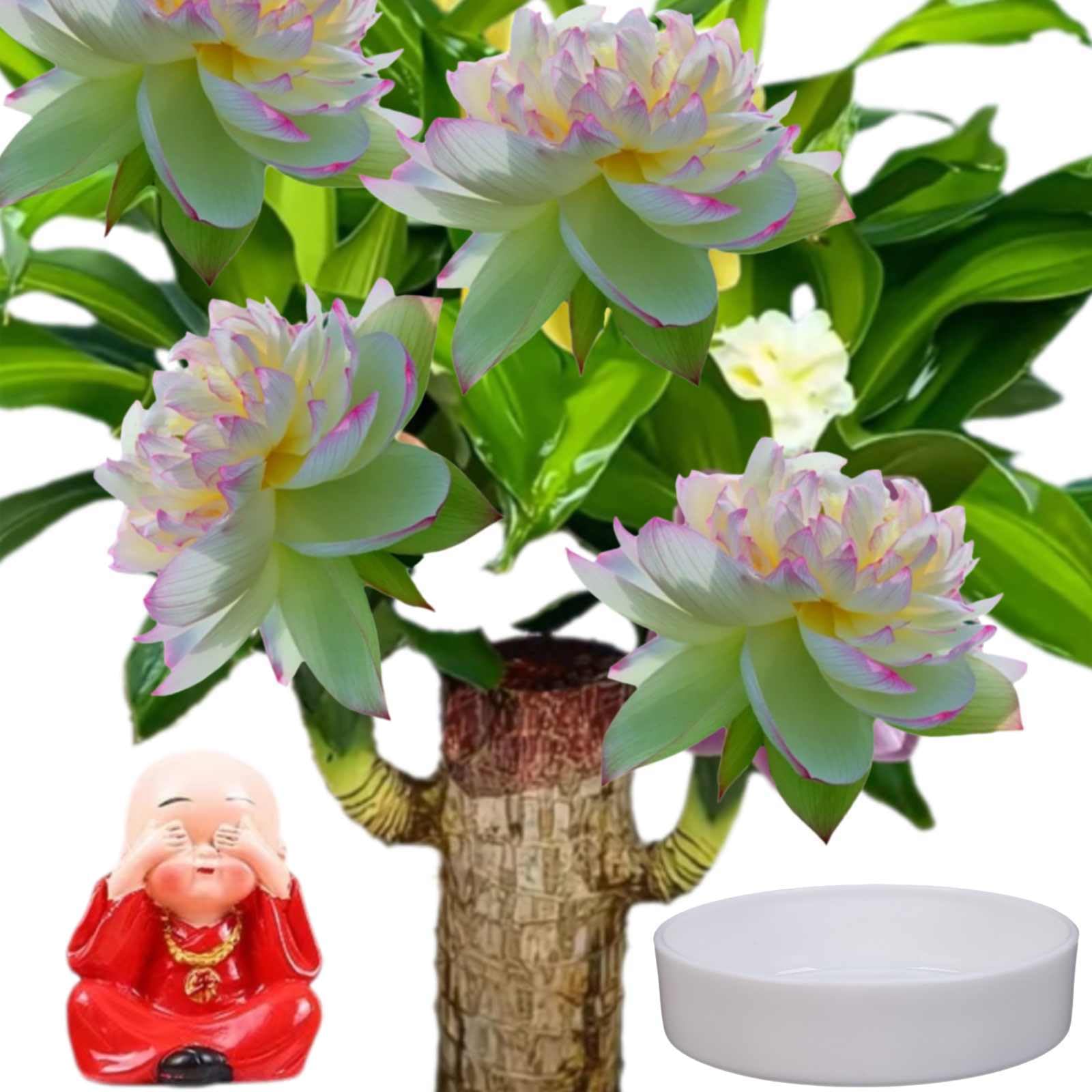 Brazilian Wood,Brazilian Lucky Wood Plant,Mini Sculpture Art,Suitable for Home, Outdoor, Office, Kitchen, Bedroom, Garden Decoration (red)