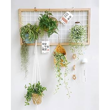 Amazon.co.jp: エアプランツフレームホルダー エアティランジア