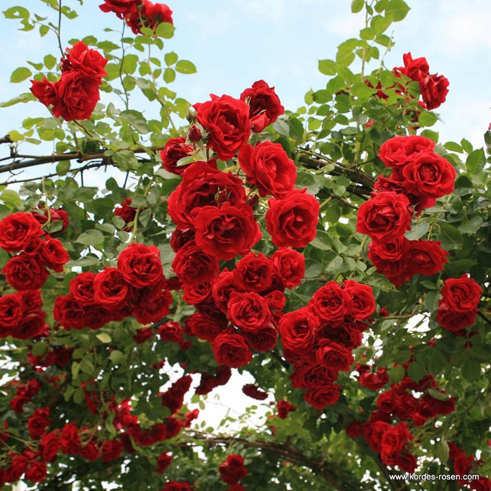Rosa 'Sympathie' Rosier Grimpant Pot 25-30 cm Fleurs Parfumées Rouge Profond