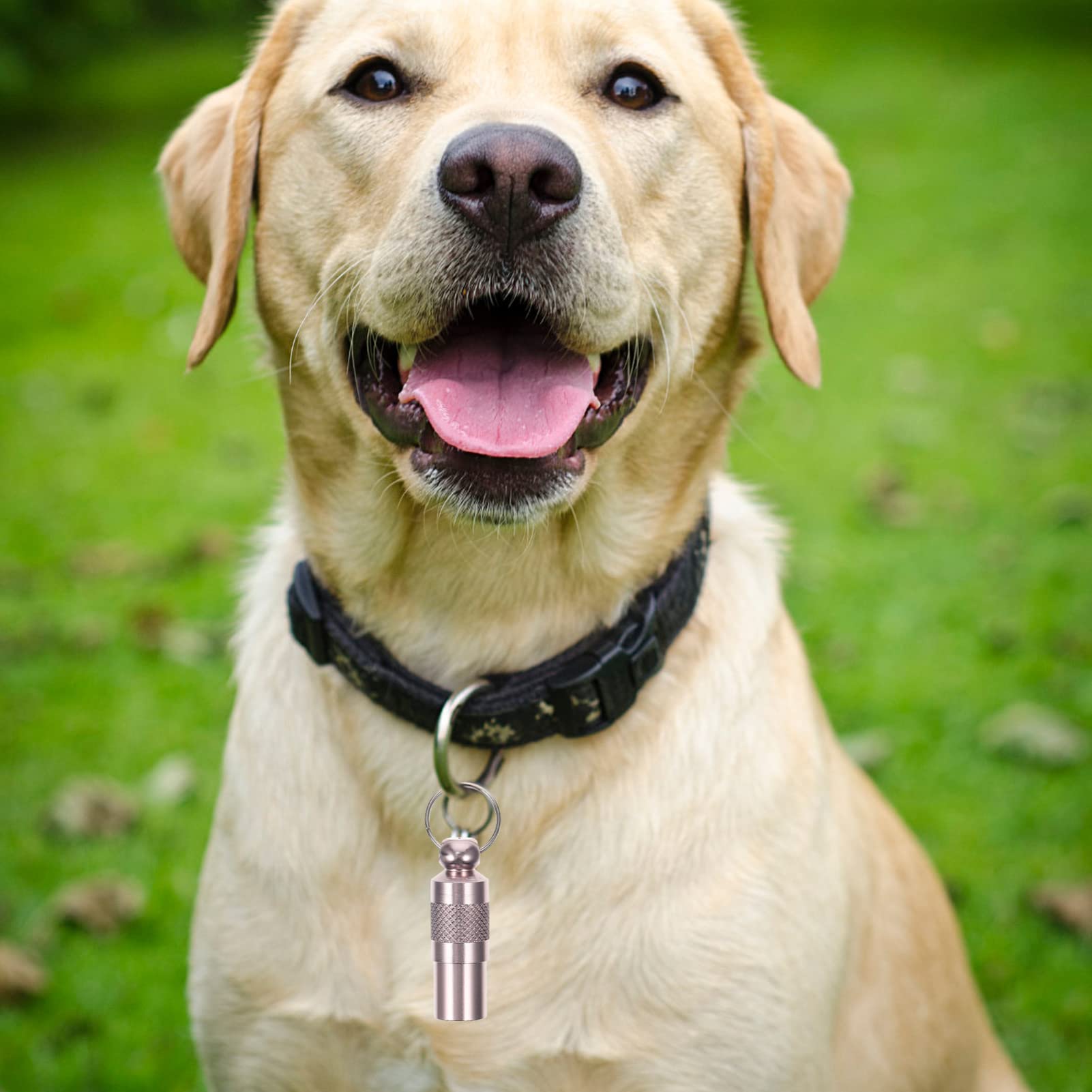 Didiseaon 4 Juegos De Etiquetas De Identificación Personalizadas Para Mascotas (etiquetas Para Perros Y Gatos Perdidos Nombre Dirección Collar Tubo 6 Unidades X 4)