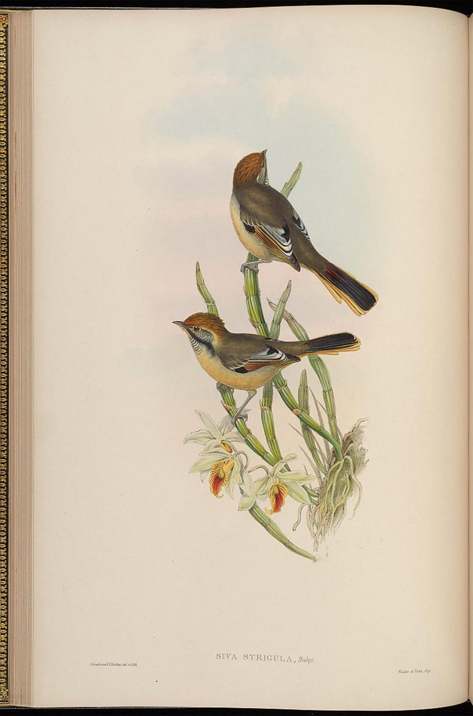 SERENDIPITP Abstract Painting Mural Print Picture Wall Decor Painting Animal Bird Siva Strigula Minla Strigula by John Gould Vintage Wall Artwork for Home Decor 60x90cm
